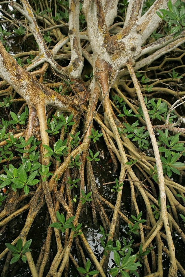 Mangrove swamp