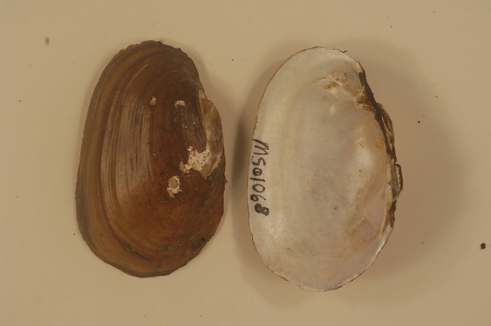 Lampsilis straminea