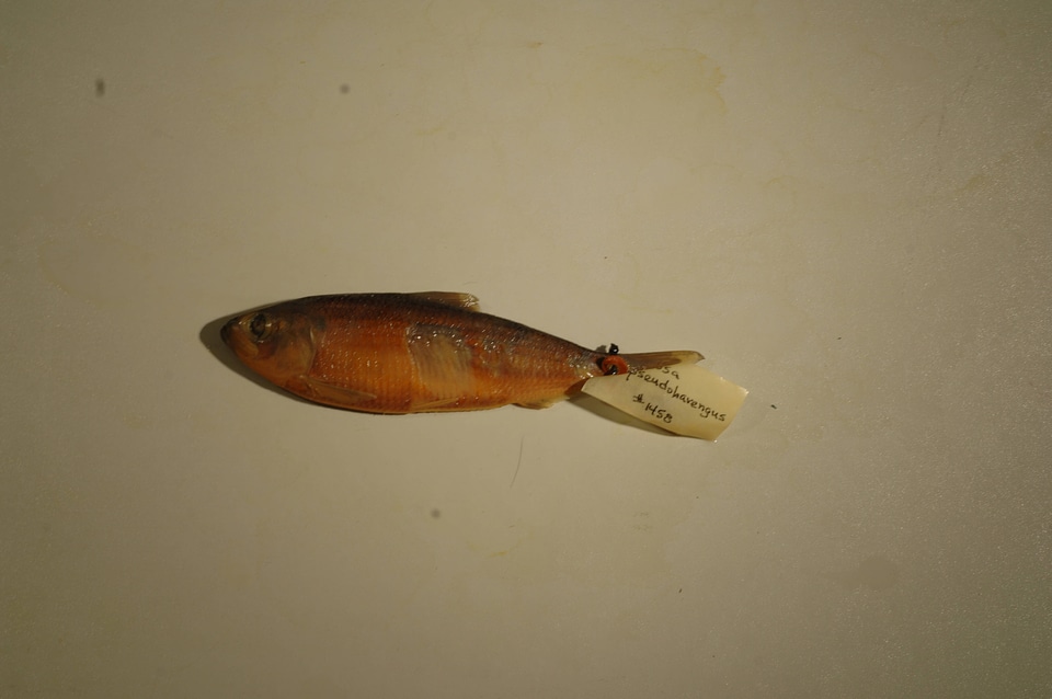 Alosa pseudoharengus-1