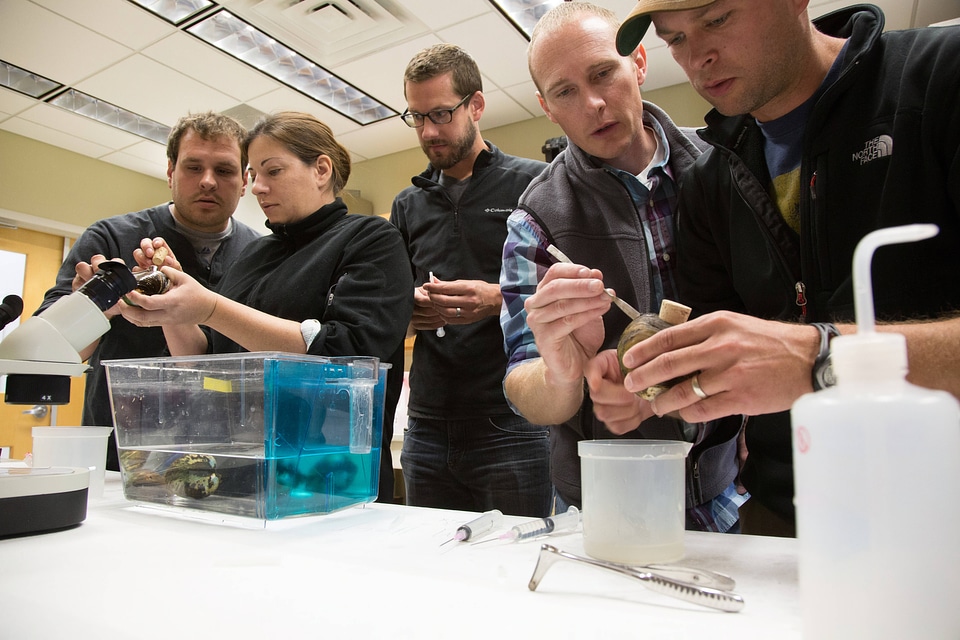 Biologists learn how to grow freshwater mussels