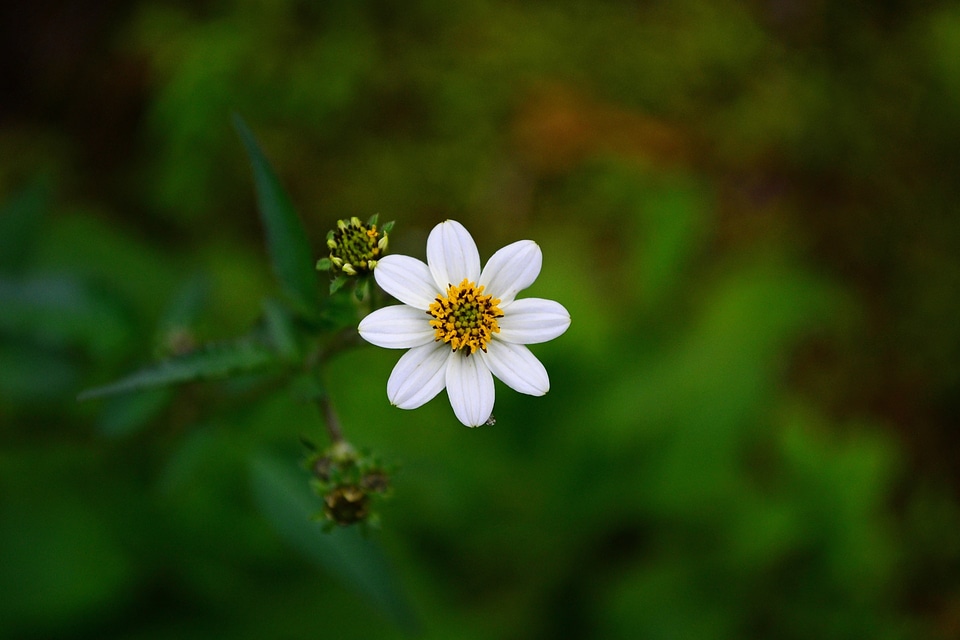 Vegetation wild flower loolecondera