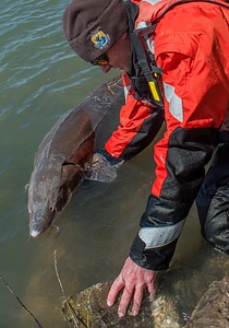 USFWS Fisheries workers releasing lake sturgeon-1