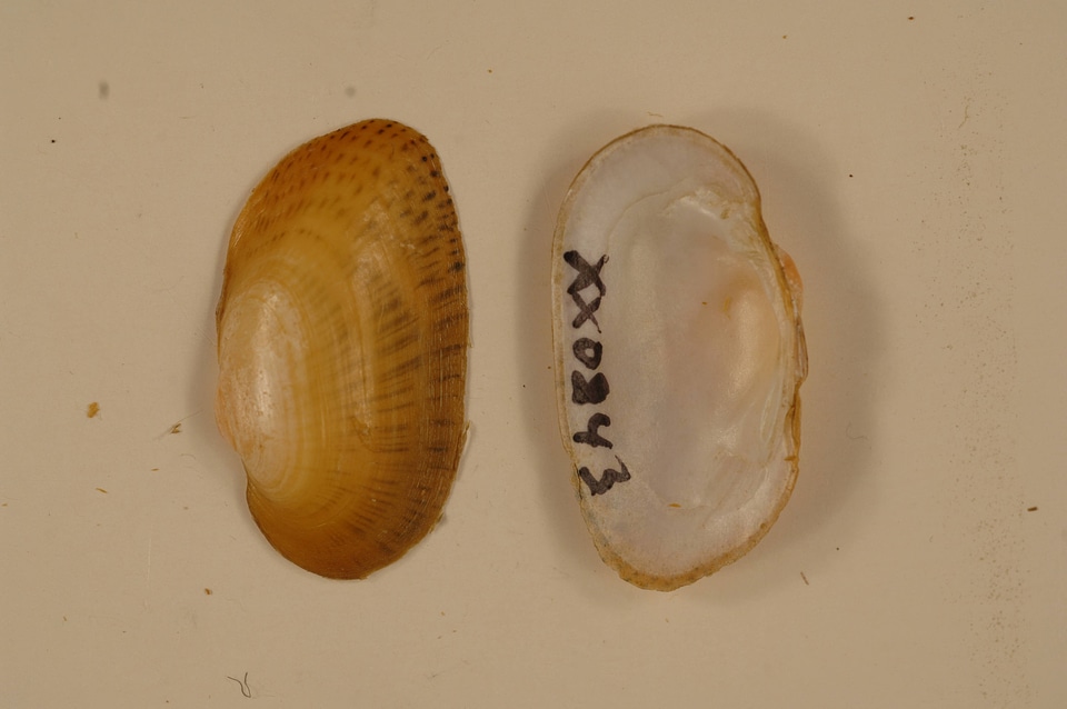 Epioblasma brevidens-2