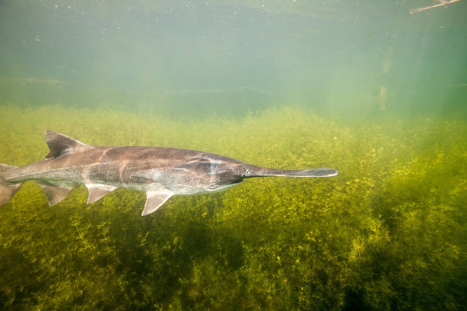 American paddlefish-4