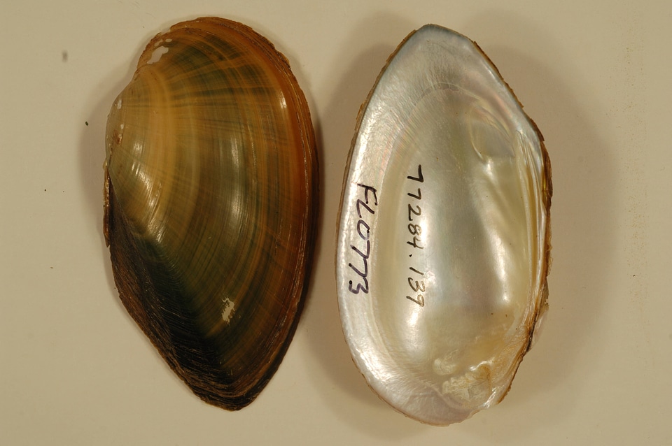 Elliptio jayensis