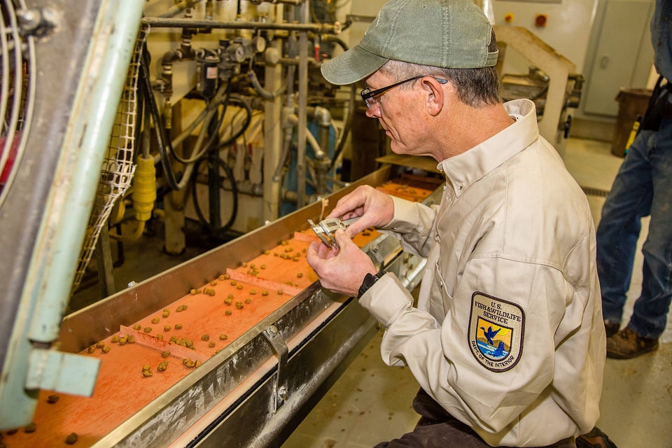 Fish Nutritionist checks quality control of fish food-1