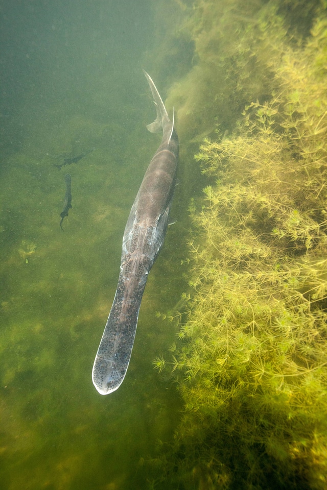 American paddlefish-1
