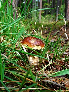 Autumn nature macro