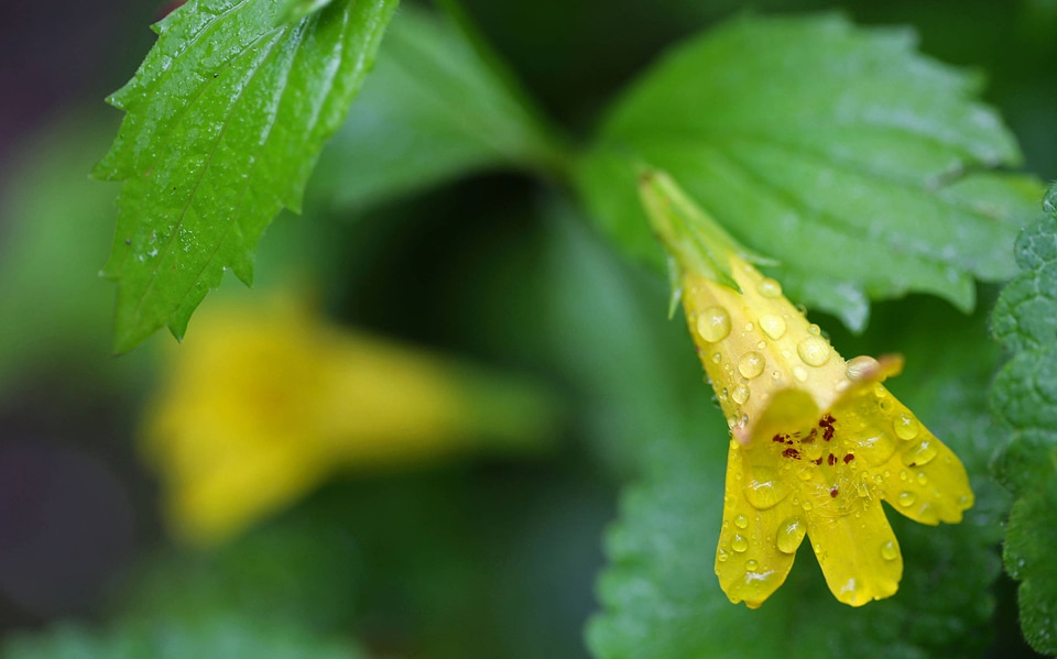 Common monkeyflower 