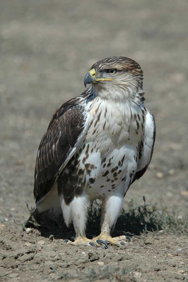 Ferruginous hawk