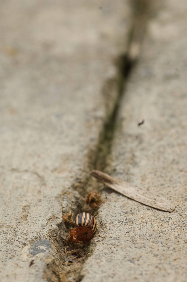 Colorado potato beetle-1