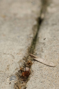 Colorado potato beetle-1
