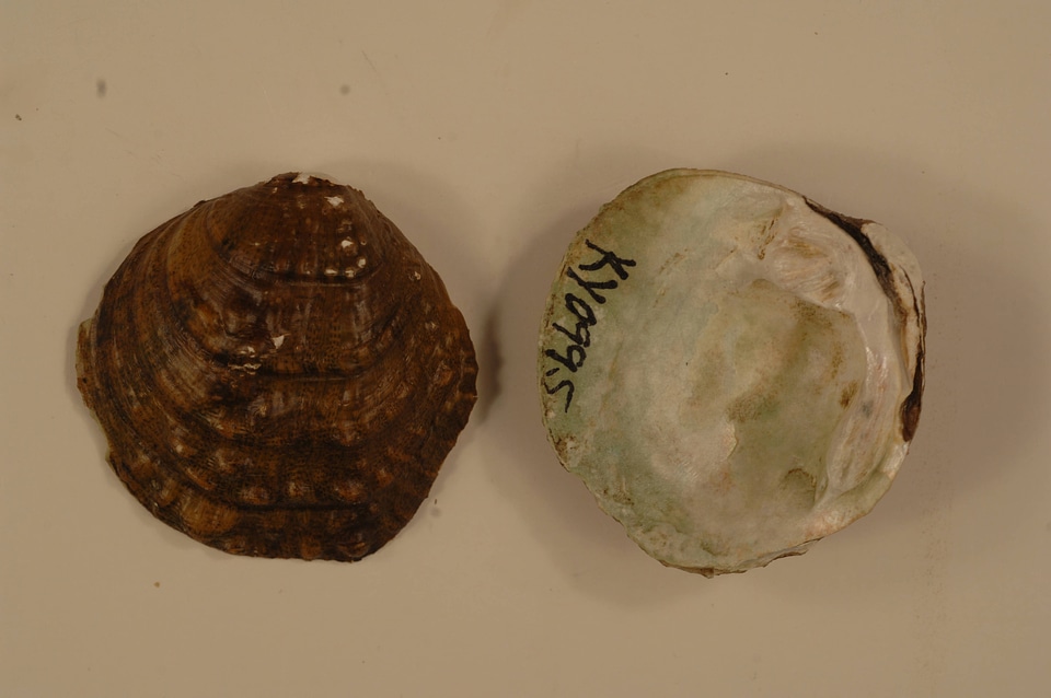 Cyprogenia stegaria-1