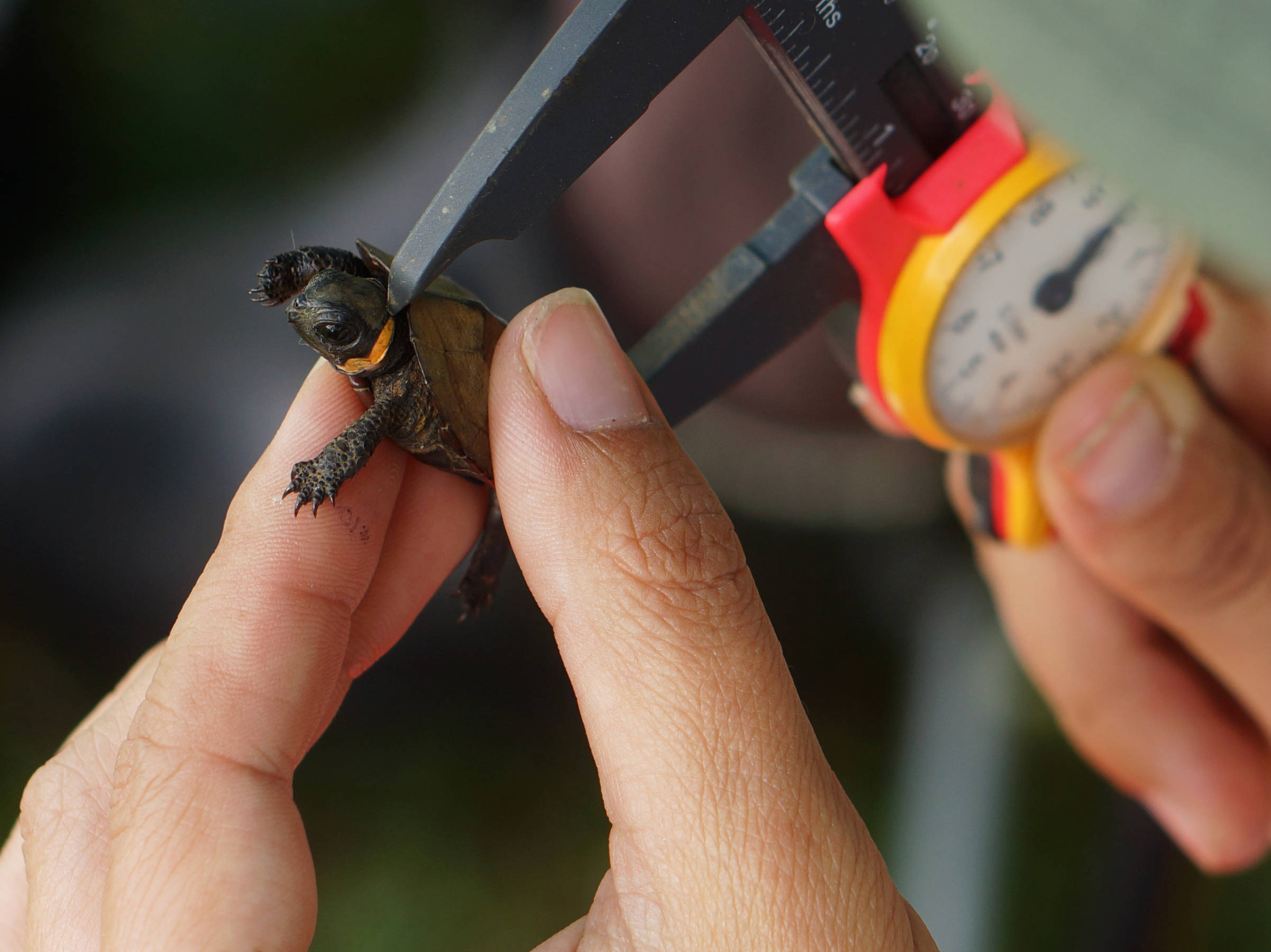 Bog turtle shell being measured