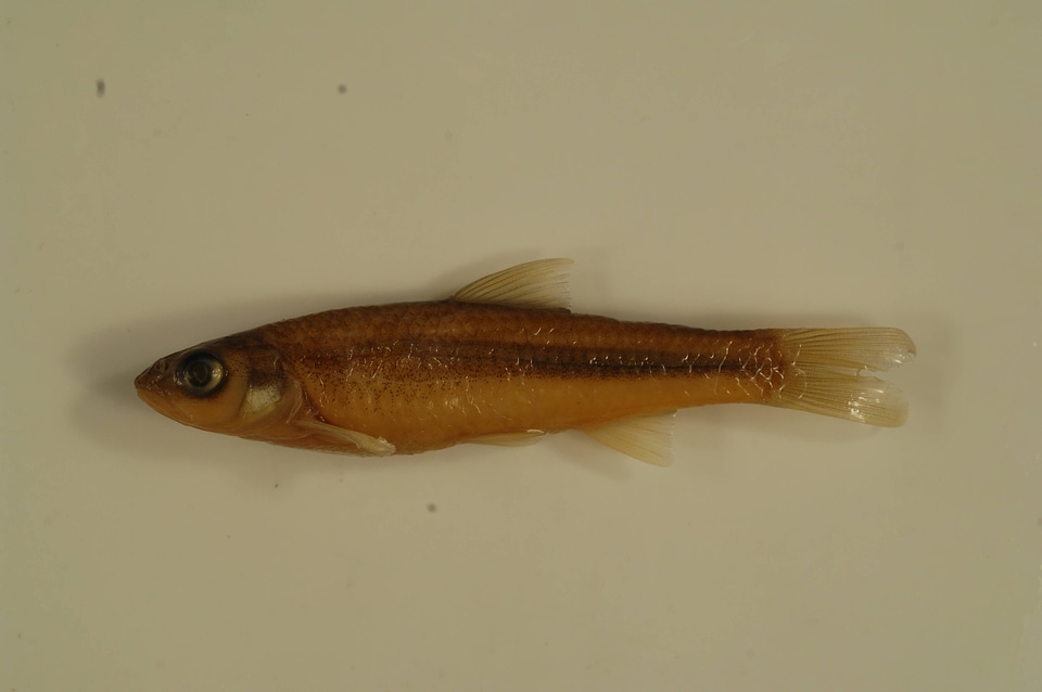 Notropis blennius-1