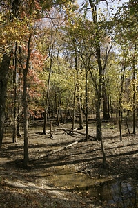 Flood damage on bottom land with hardwood trees at Swan Lake National Wildlife Refuge-2