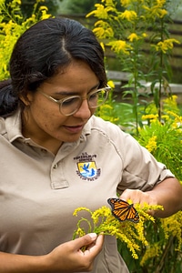FWS biologist holding monarch butterfly on goldenrod flower