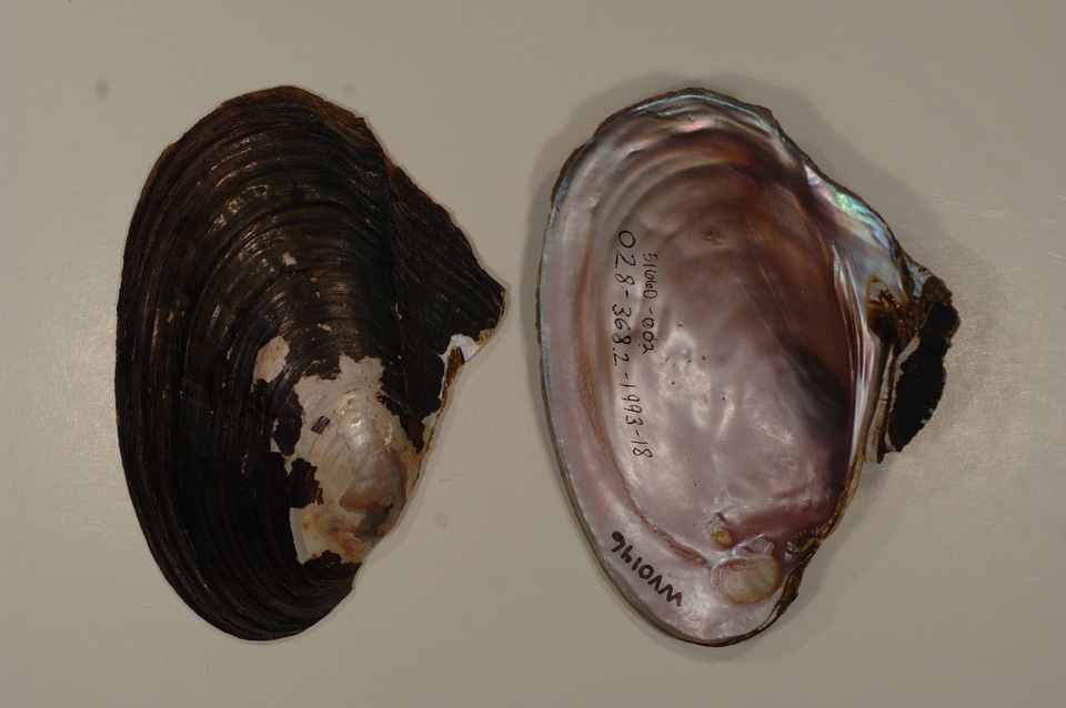 Potamilus alatus-3