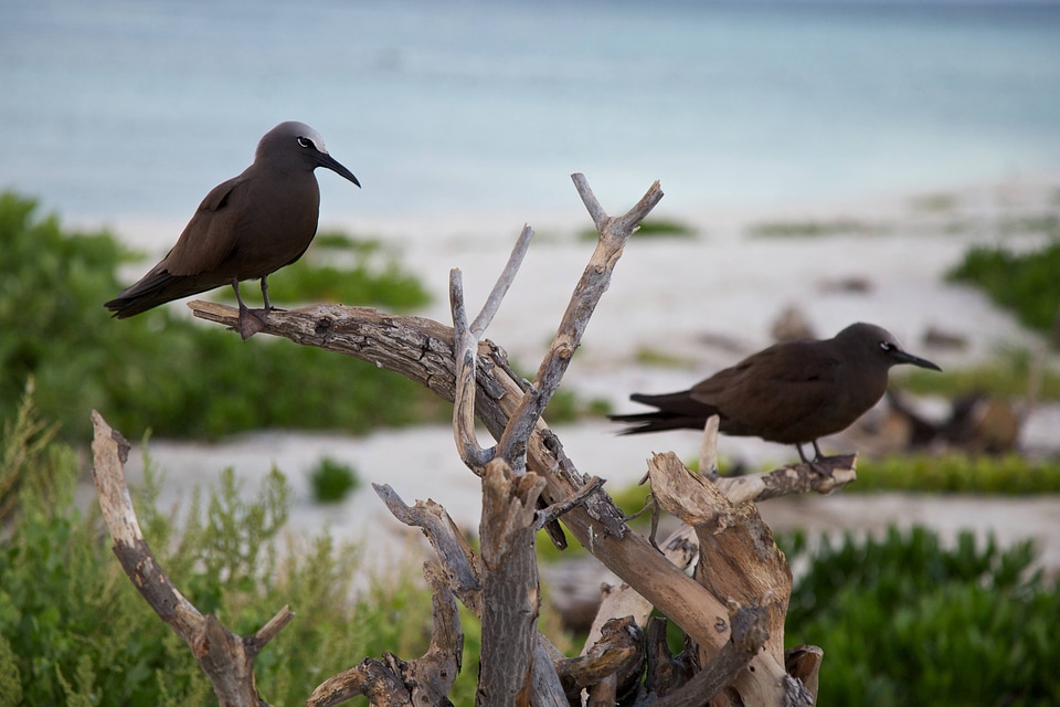 Brown Noddy on Laysan Island