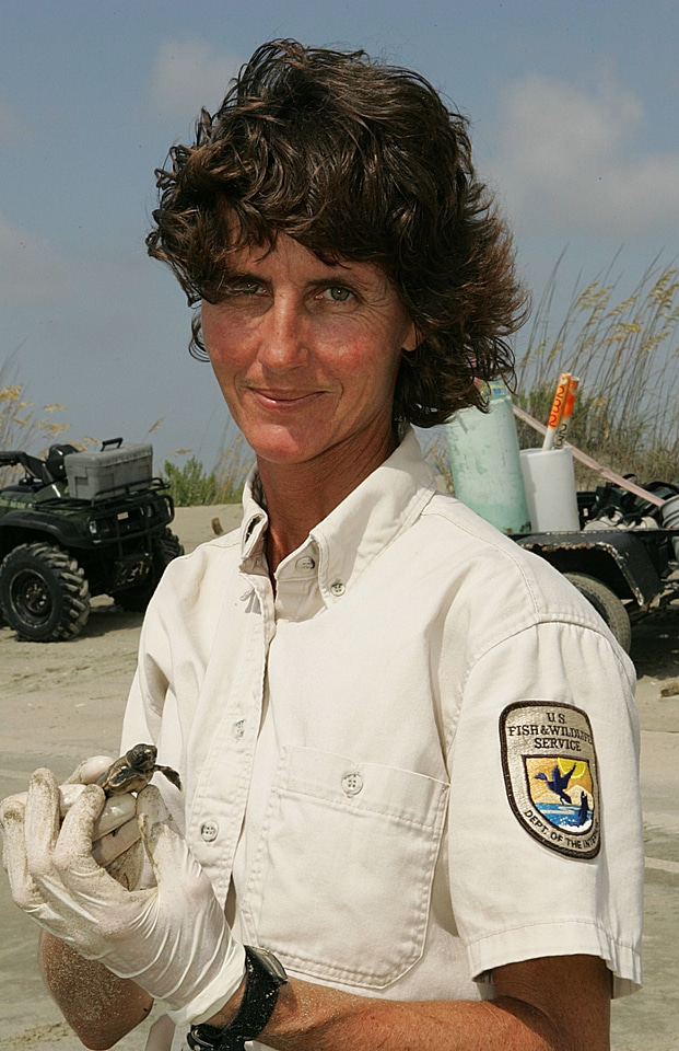 Employee holds baby sea turtle