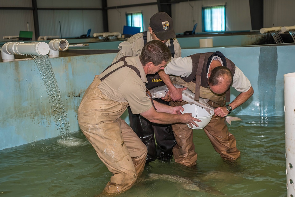 Hatchery workers spawn Endangered pallid sturgeon-1