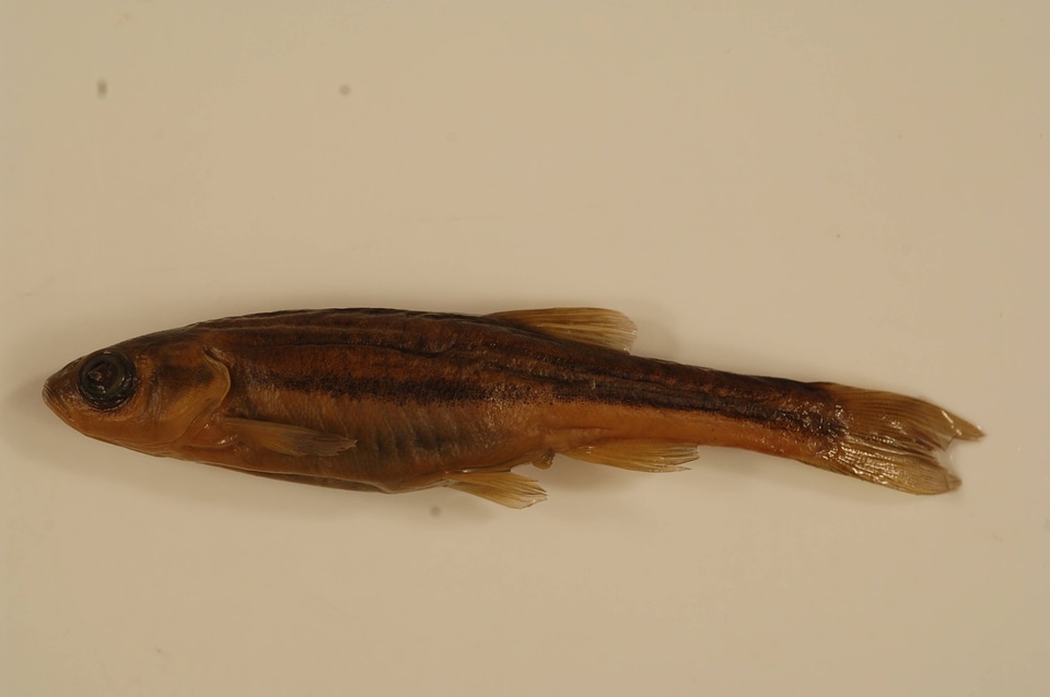 Chrosomus eos