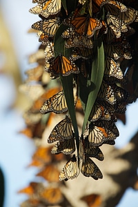 Monarch butterflies-1