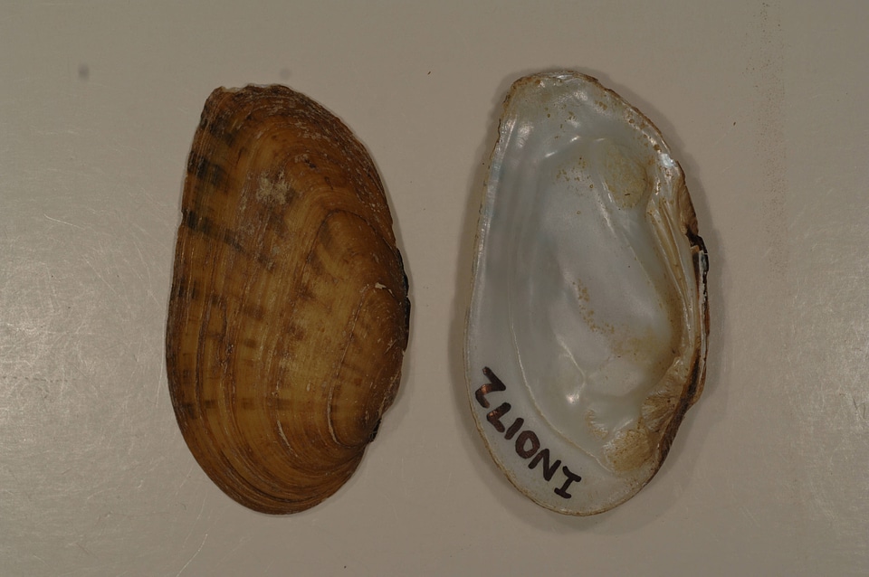 Ptychobranchus fasciolaris