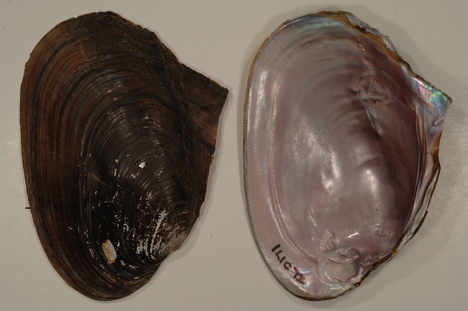 Potamilus alatus-1