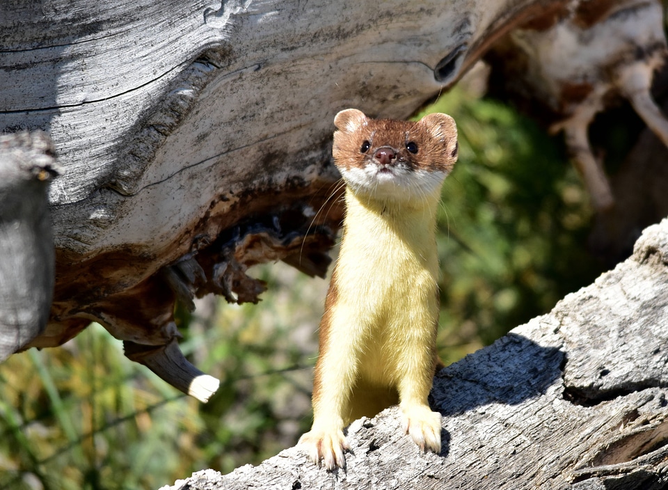 Long tailed weasel on Seedskadee National Wildlife Refuge