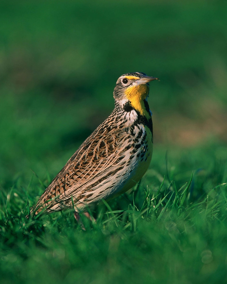 Western meadowlark-1