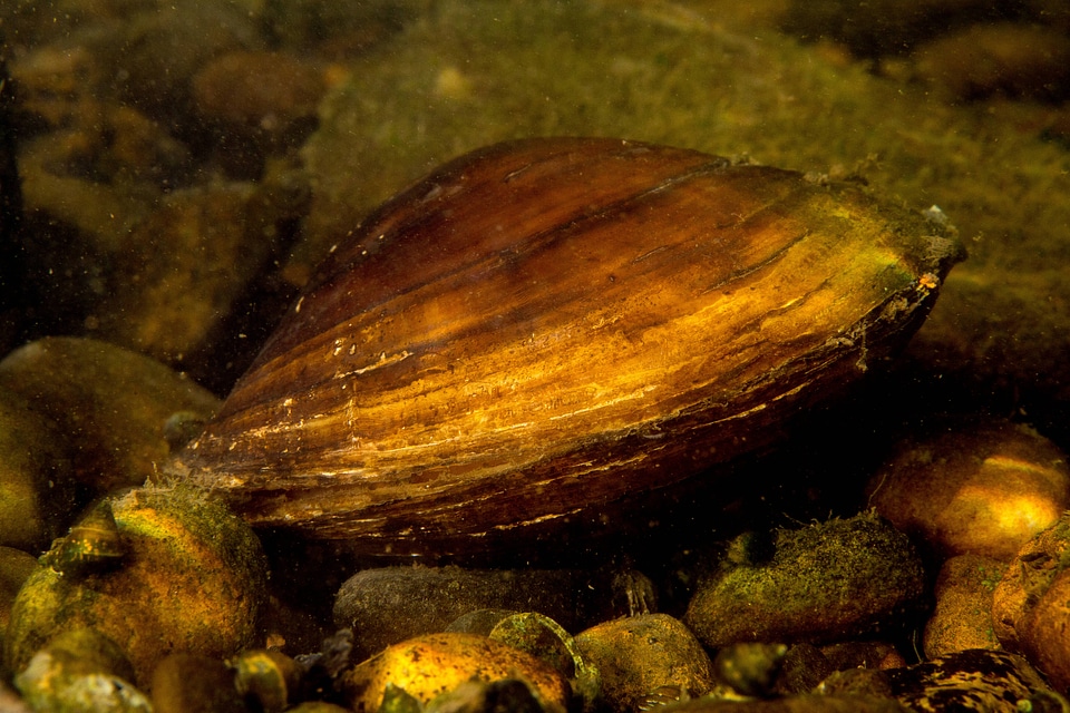 Plain pocketbook mussel