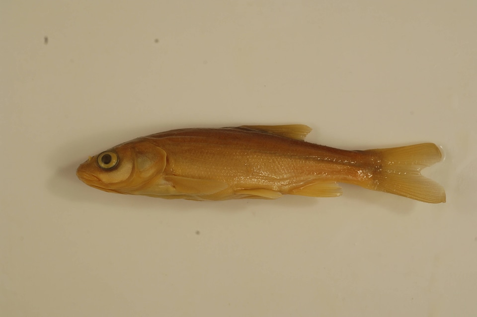 Gila nigrescens