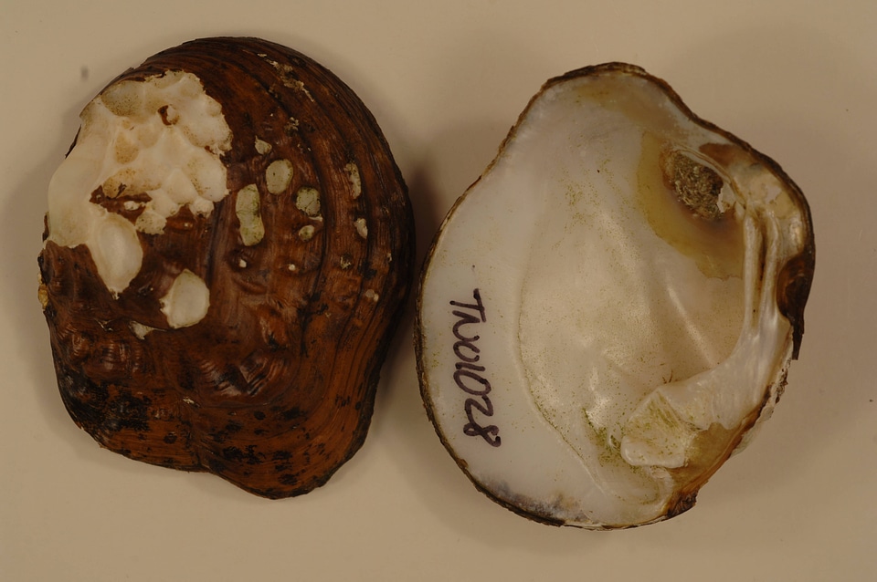 Theliderma metanevra-1