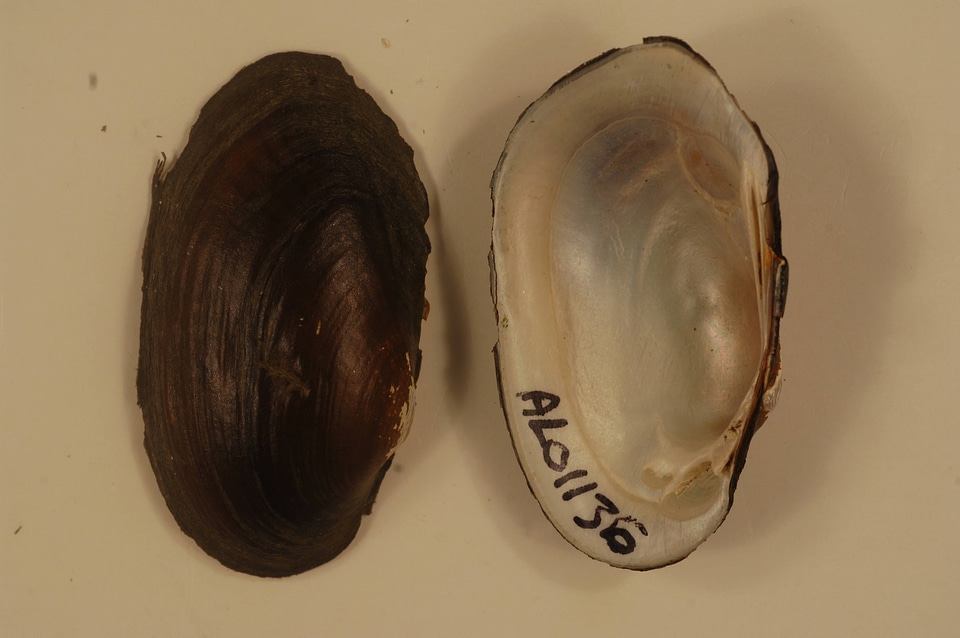 Villosa umbrans-2