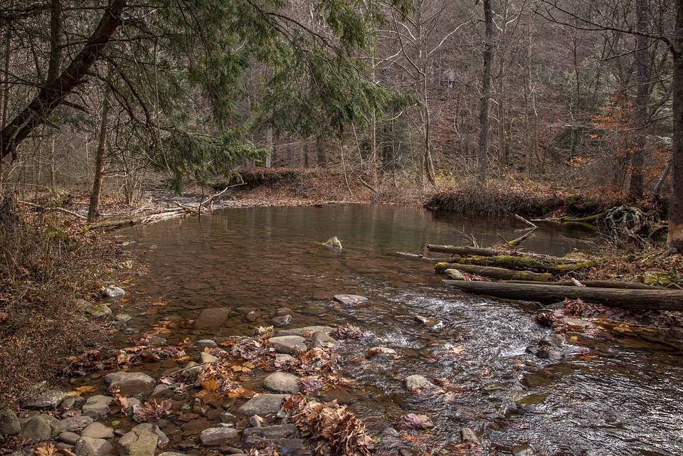 Seneca Creek with brook trout and beaver dam