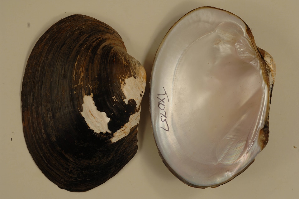 Cyrtonaias tampicoensis-1