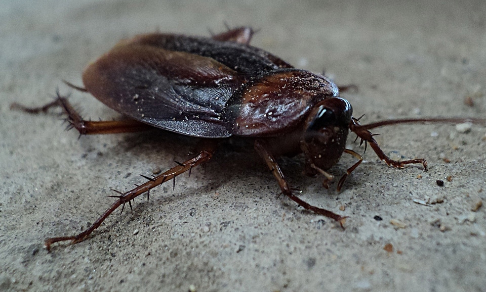Insect wing wildlife