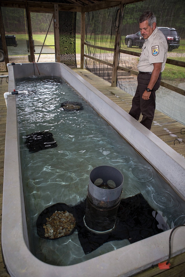 Smallmouth bass propagation at Warm Springs Hatchery