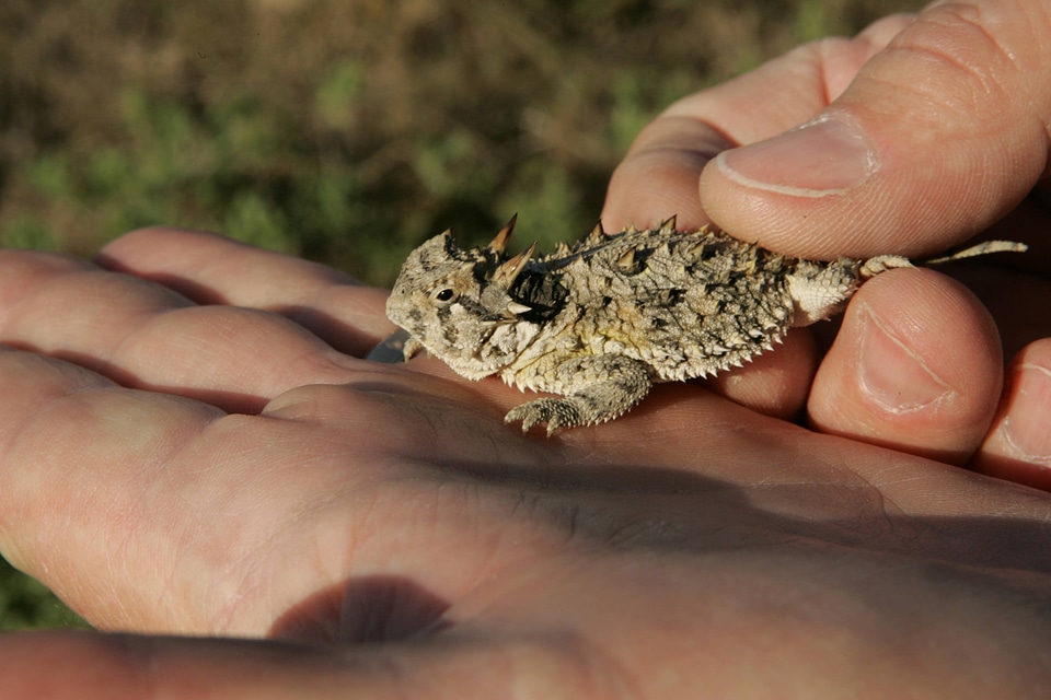 Texas horned Lizard