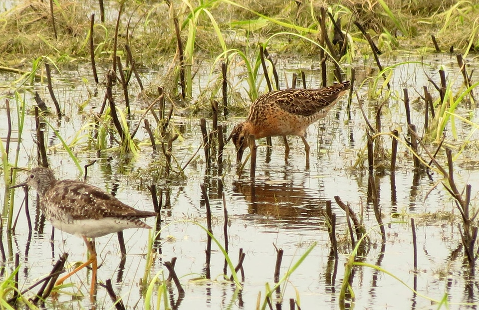 Short-billed Dowitcher and Lesser yellowlegs