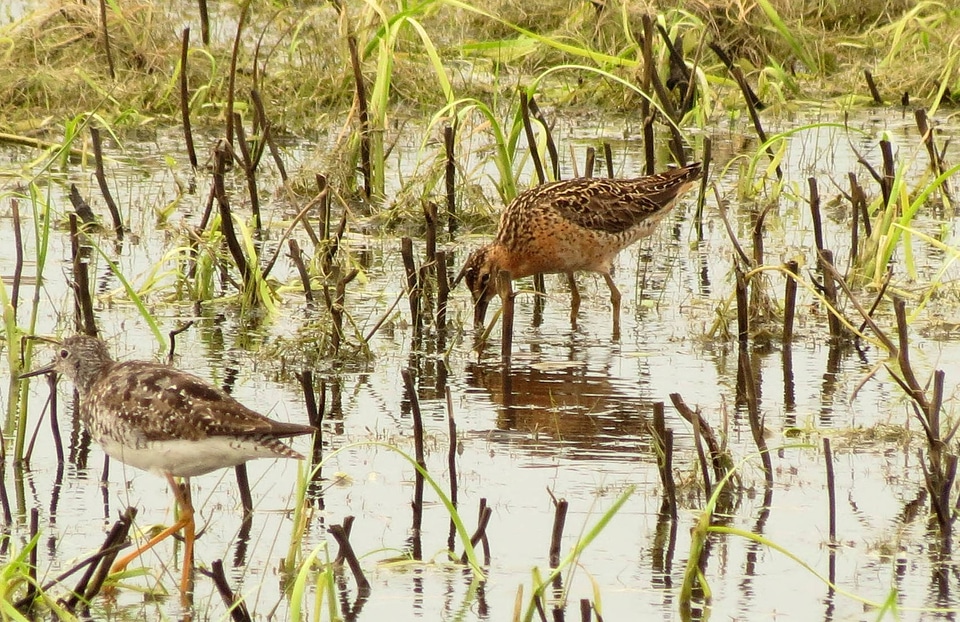 Short-billed Dowitcher and Lesser yellowlegs photo