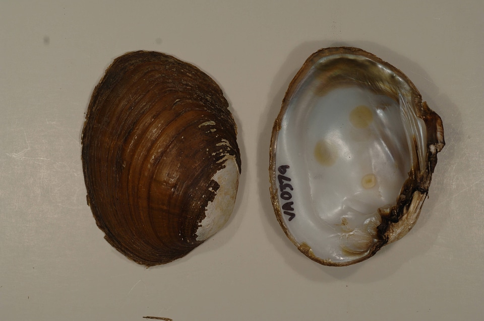 Ortmanniana ligamentina-1