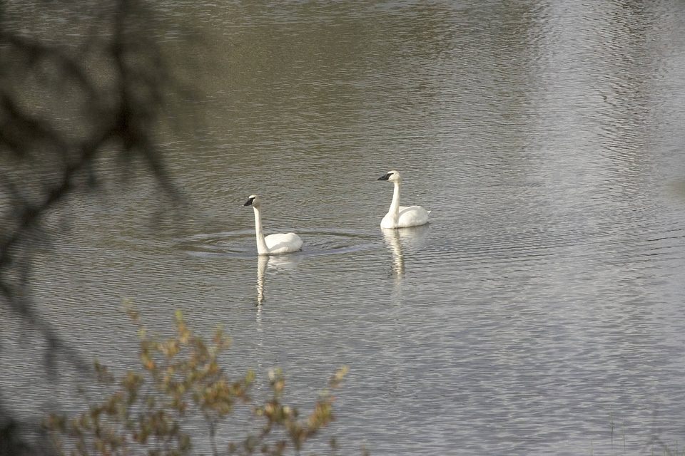 Trumpeter swans at Tetlin National Wildlife Refuge
