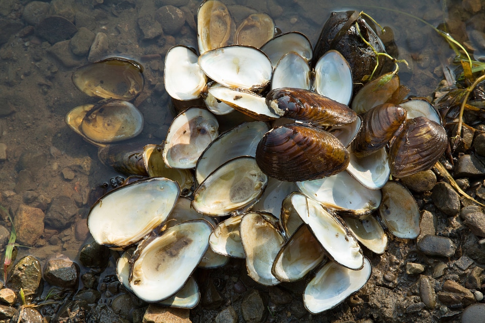 Freshwater mussel shells