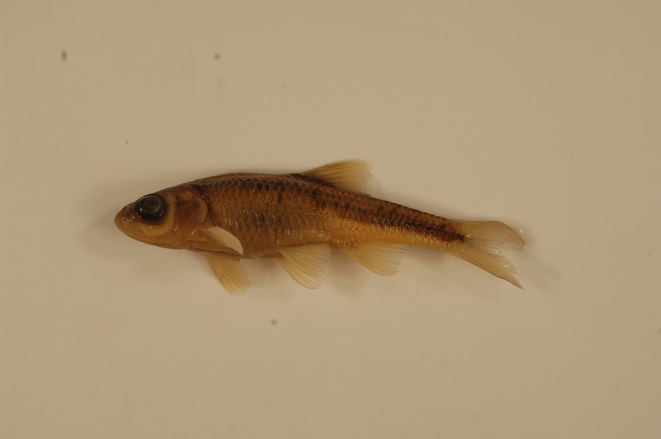 Notropis chiliticus