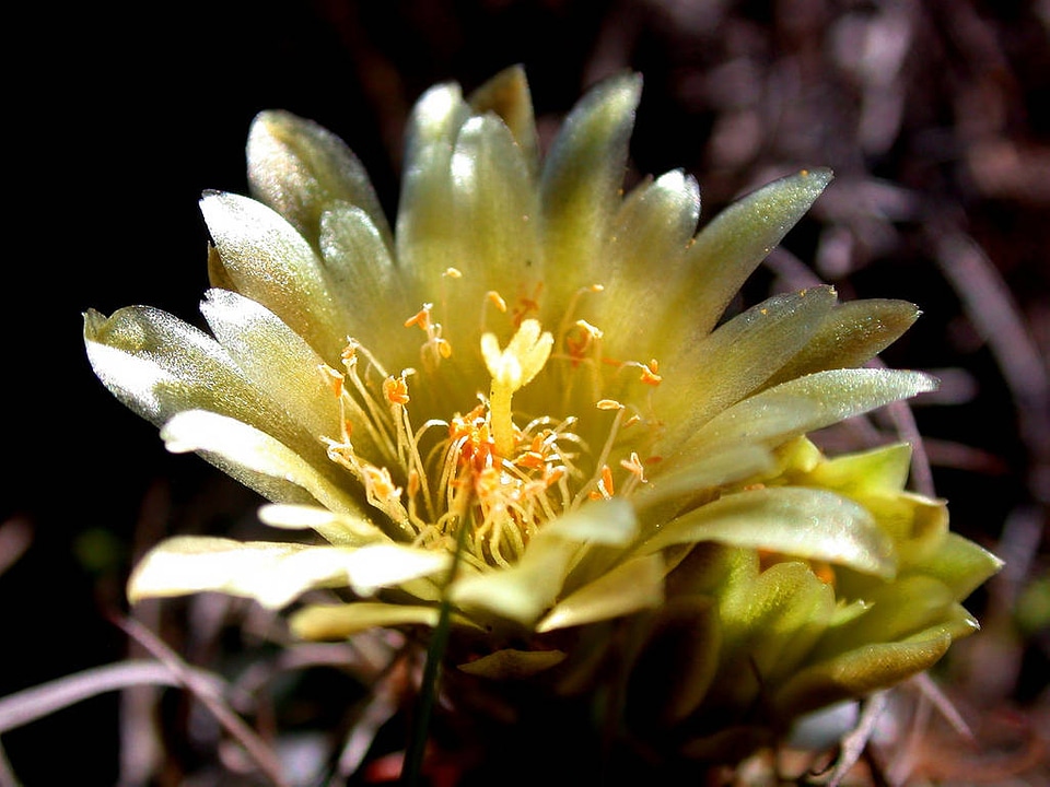 Endangered Tobusch fishhook cactus flower-2