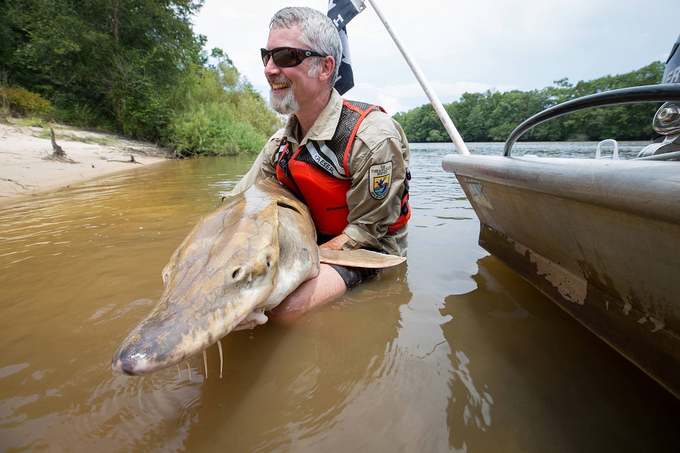 Biologist shows front view of Gulf sturgeon in river-2