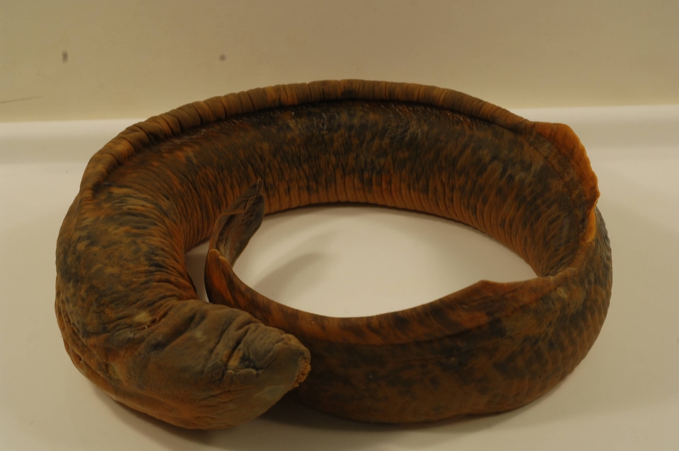 Petromyzon marinus-1
