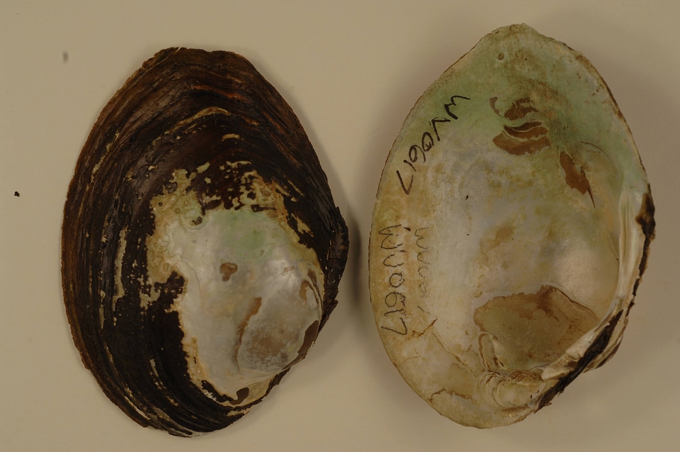 Lampsilis cardium-1
